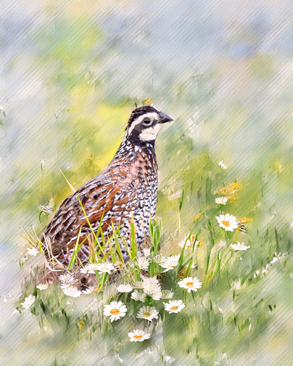 Northern Bobwhite by David Whited, Image 1.