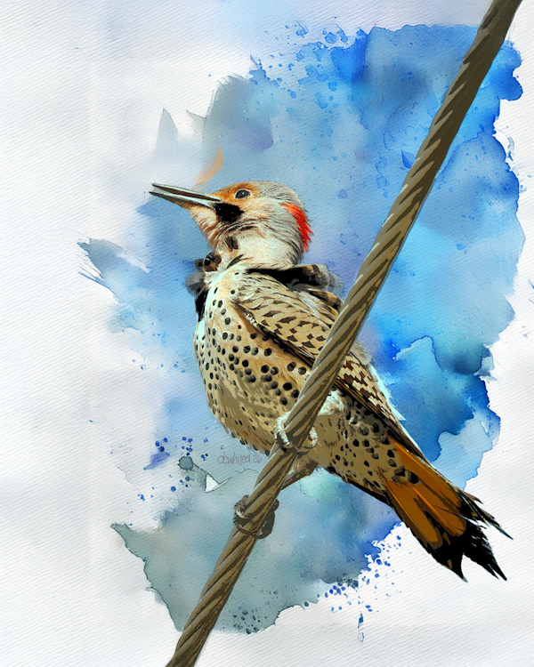 Northern Flicker by David Whited, Image 1.