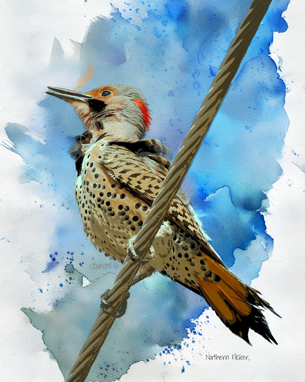 Northern Flicker by David Whited