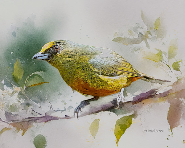 Olive-backed Euphonia, Costa Rica by David Whited, Image 1.