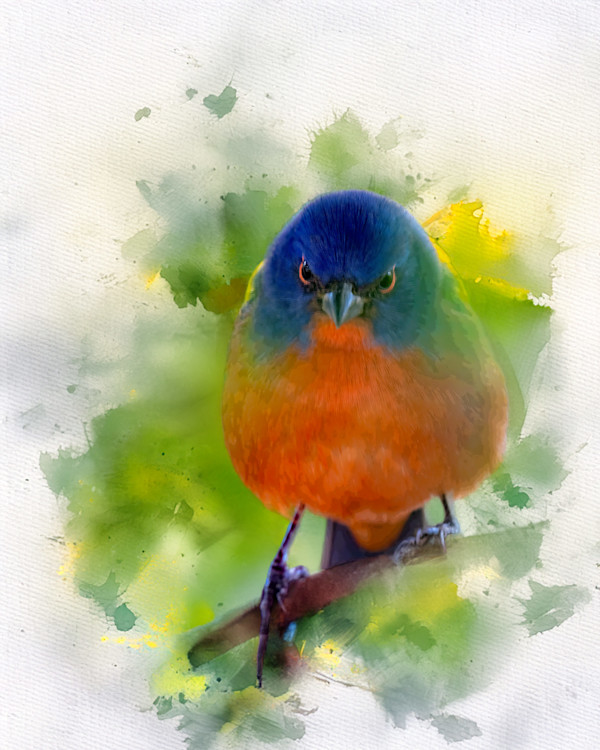 Painted Bunting by David Whited