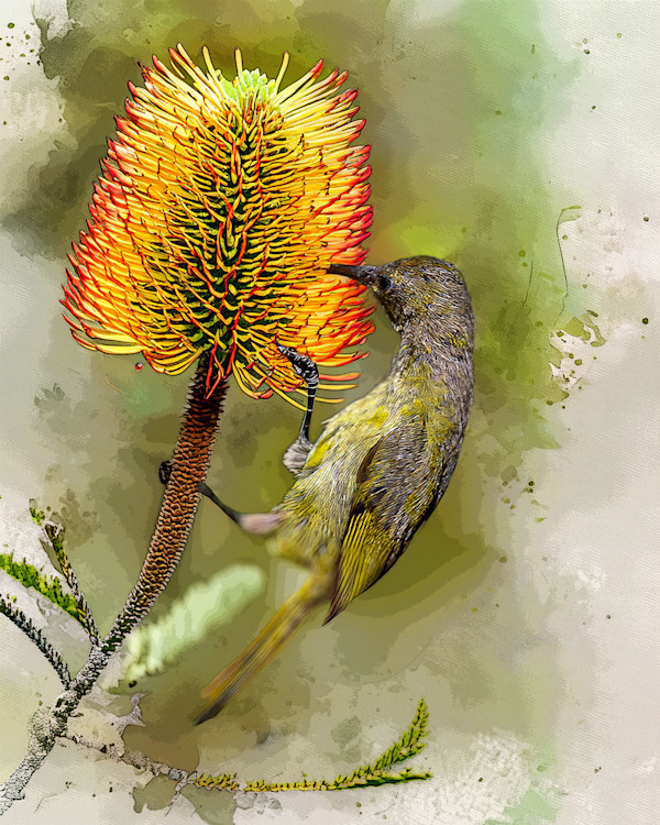 Orange-breasted Sunbird, South Africa by David Whited, Image 1.