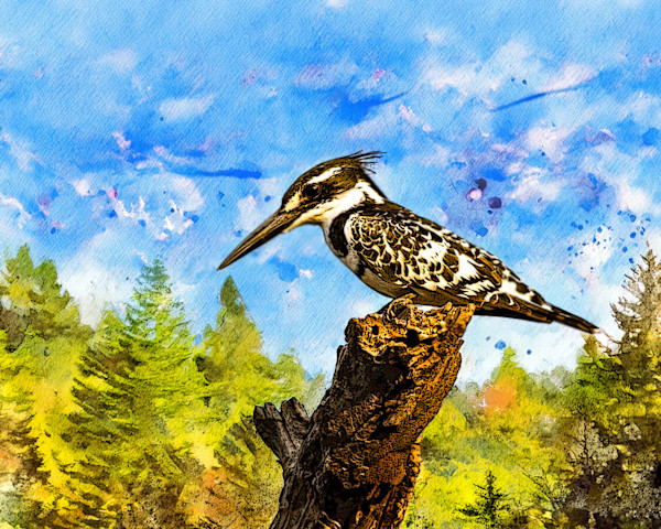 Pied Kingfisher, South Africa by David Whited, Image 1.