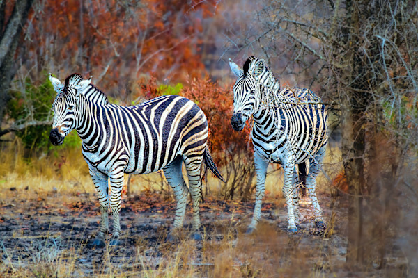 Plains Zebra pair, Kruger National Park, South Africa by David Whited, Image 2.