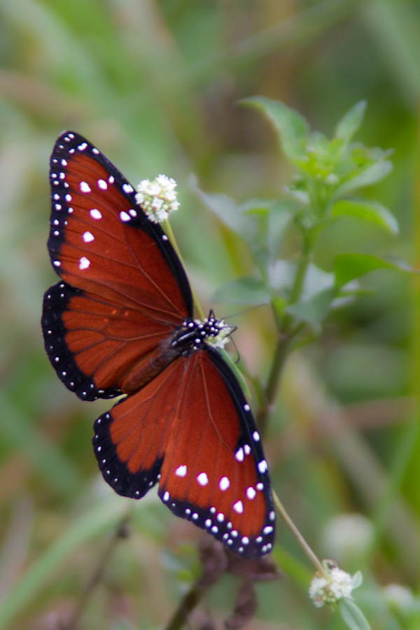 Queen butterfly by David Whited