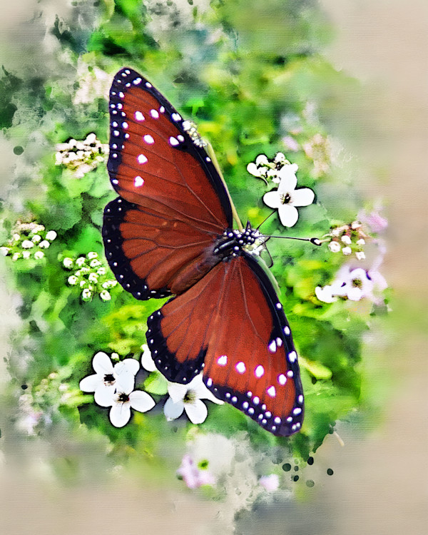 Queen Butterfly by David Whited, Image 1.