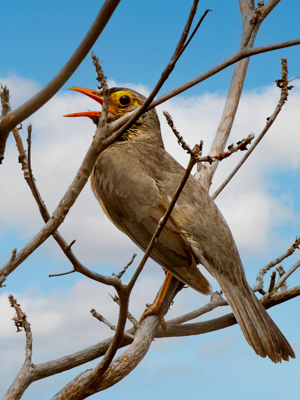 Red-biled 0xpecker, Kruger National Park, South Africa by David Whited