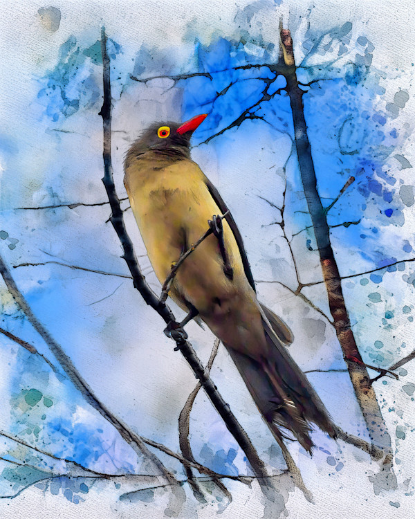 Red-billed Oxpecker, South Africa by David Whited, Image 1.