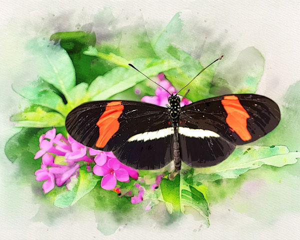Red Postman, Costa Rica by David Whited