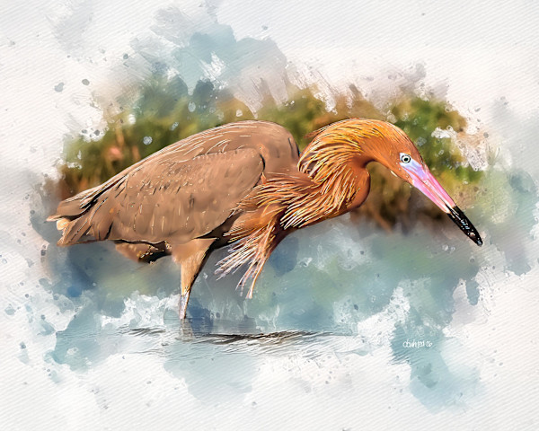 Reddish Egret by David Whited, Image 1.