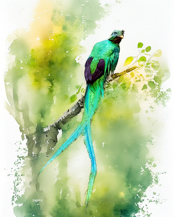 Resplendent Quetzal, Costa Rica by David Whited