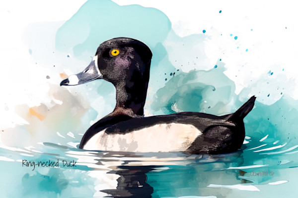 Ring-necked Duck by David Whited