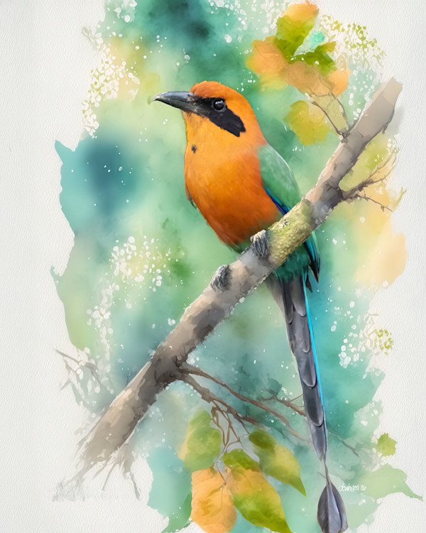 Rufous Motmot, Costa Rica by David Whited, Image 1.