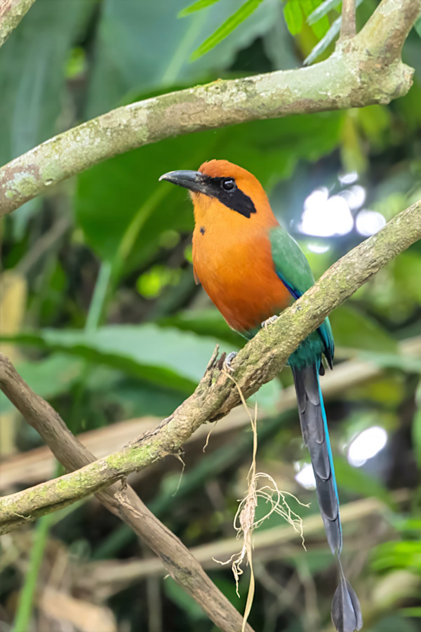 Rufous Motmot, Costa Rica by David Whited