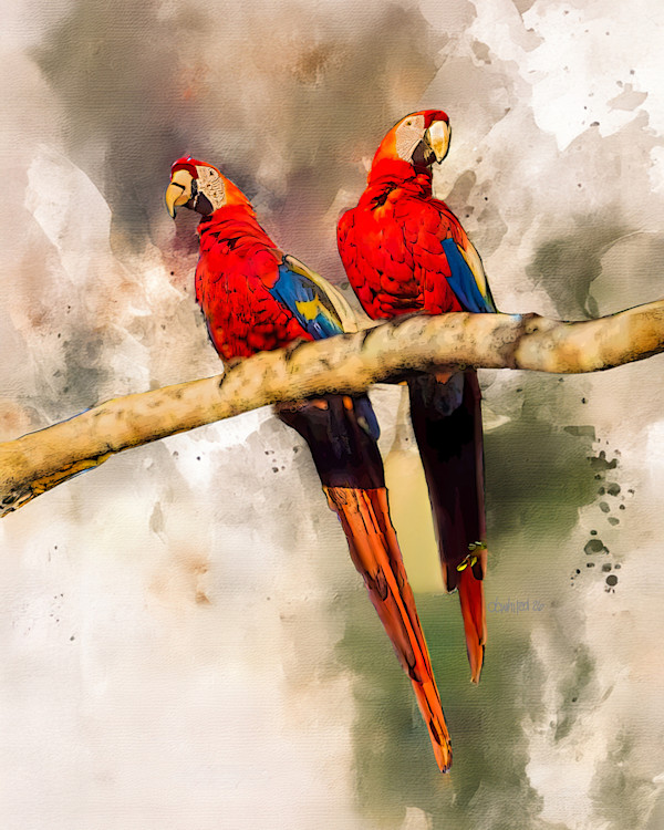 Scarlet Macaws, Costa Rica by David Whited, Image 1.