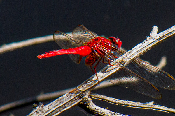 Scarlet Skimmer by David Whited, Image 1.