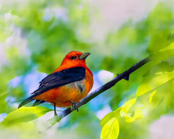 Scarlet Tanager by David Whited