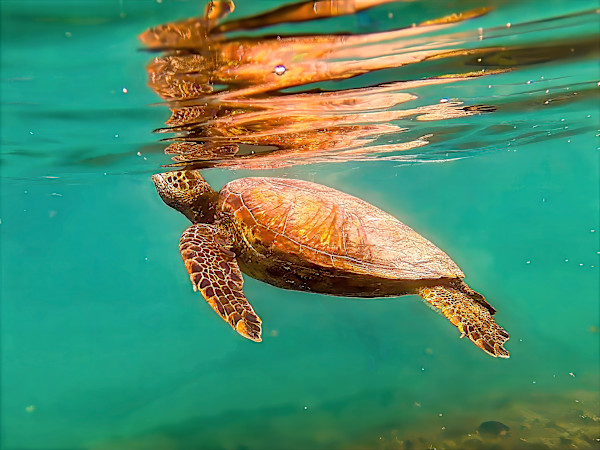 Green Sea Turtle, Galapagos by David Whited, Image 1.