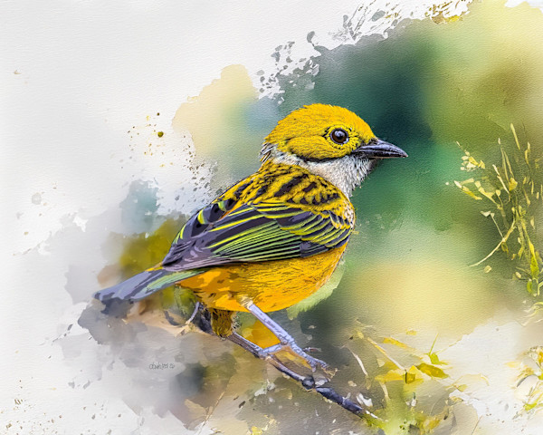 Silver-throated Tanager, Costa Rica by David Whited, Image 1.
