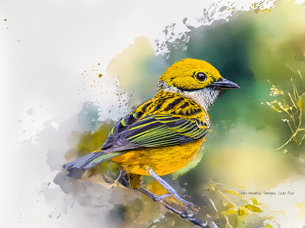 Silver-throated Tanager, Costa Rica by David Whited