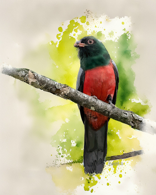 Slaty-tailed trogon, Costa Rica by David Whited, Image 1.