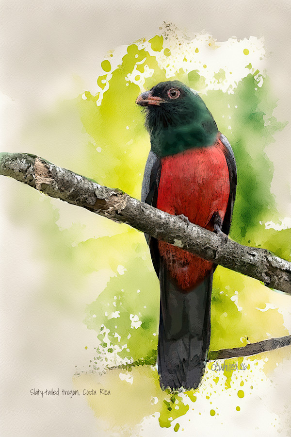 Slaty-tailed trogon, Costa Rica by David Whited