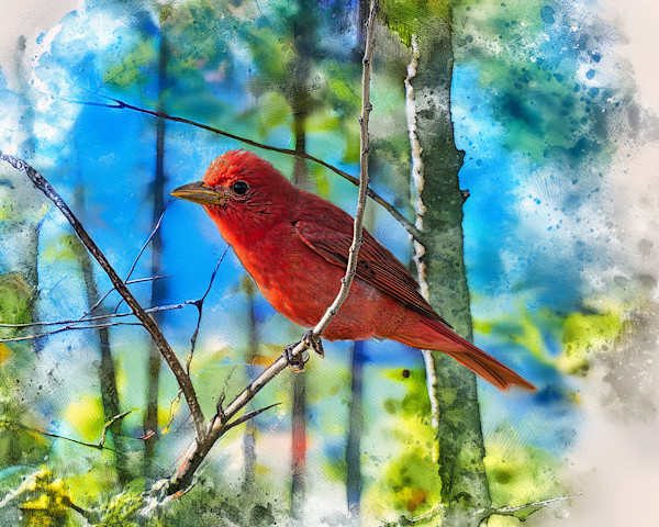 Summer Tanager by David Whited, Image 1.