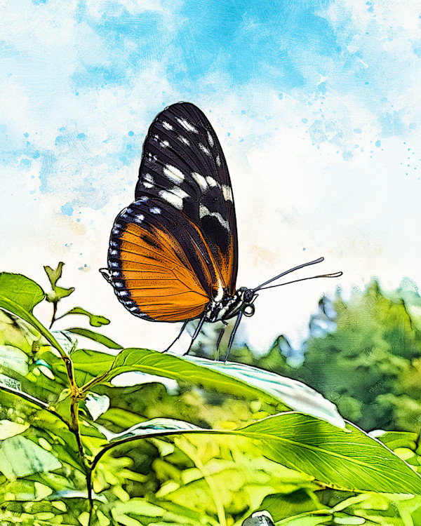 Tiger Longwing by David Whited, Image 1.