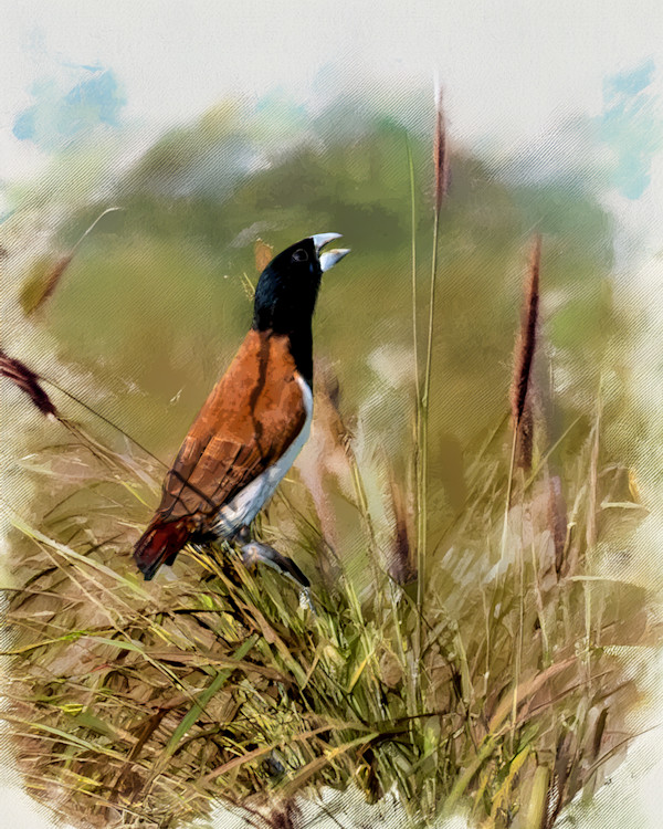 Tricolored Munia, Costa Rica by David Whited