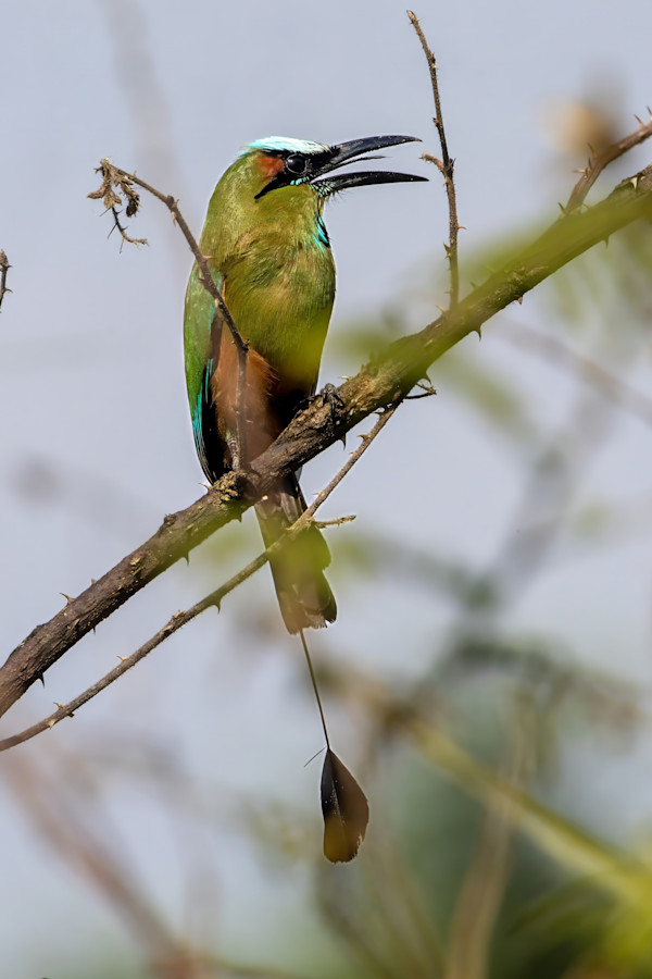 Turquoise-browed motmot, Costa Rica by David Whited