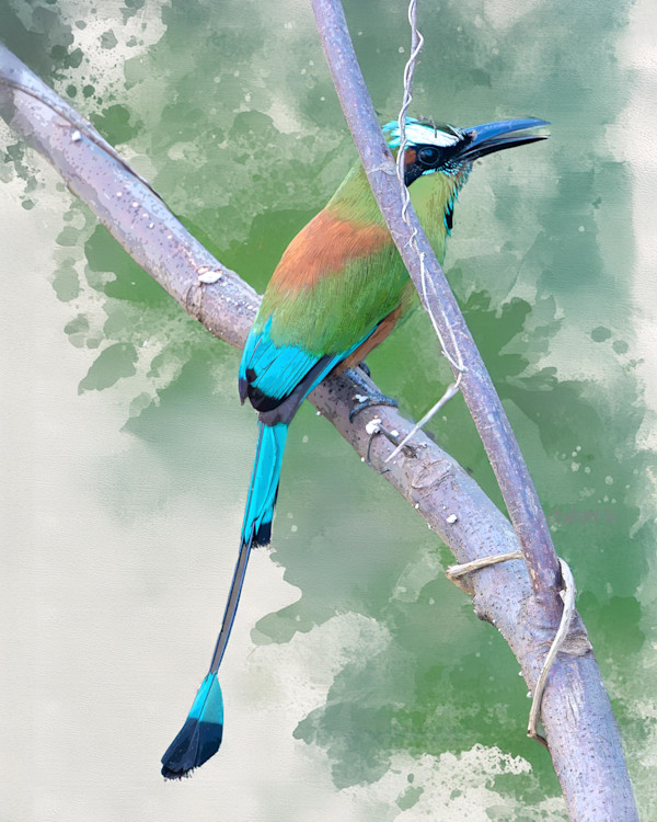 Turquoise-browed Motmot, Costa Rica by David Whited, Image 1.