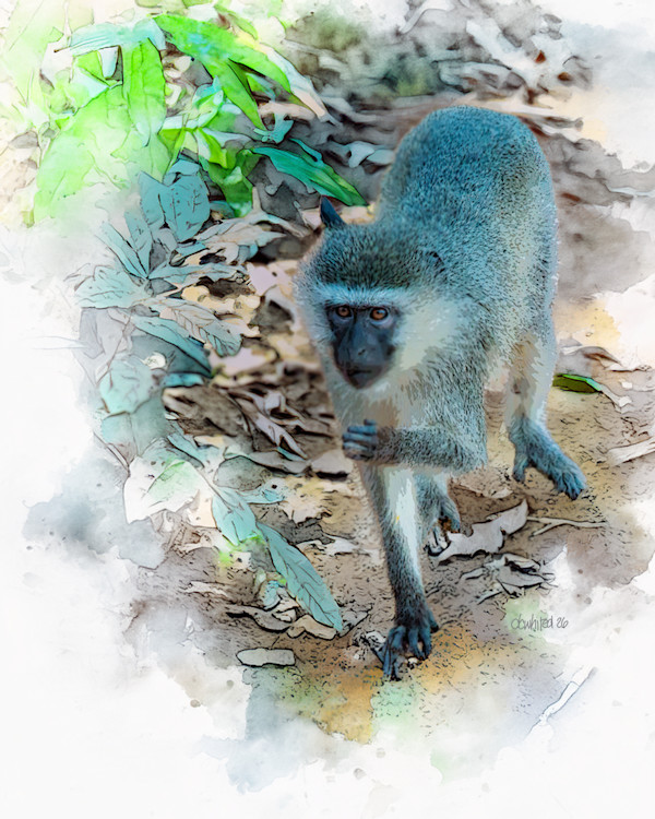 Vervet Monkey, South Africa by David Whited, Image 1.