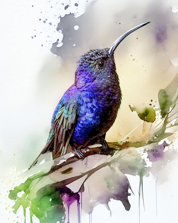 Violet Sabrewing Hummingbird, Costa Rica by David Whited, Image 1.