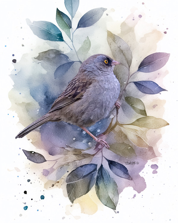 Volcano Junco, Costa Rica by David Whited, Image 1.