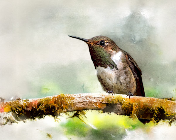 Volcano Hummingbird, by David Whited, Image 1.