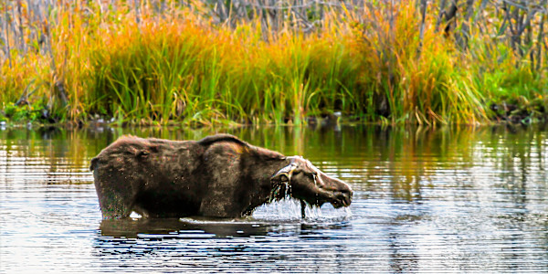 Female moose taking a morning bath, Yellowstone National Park, Wyoming, USA by David Whited