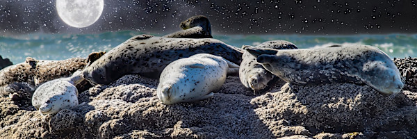Harbor seals resting, Oregon Coast, Oregon, USA by David Whited, Image 1.