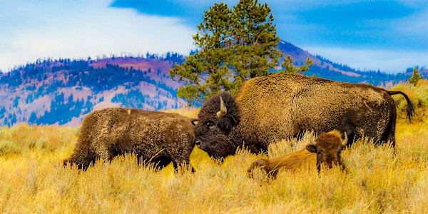 Buffalo Family, Yellowstone National Park, Wyoming by David Whited, Image 1.