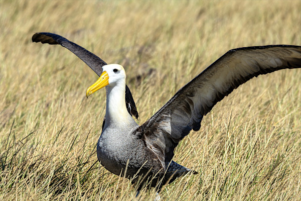 Waved Albatross, Galapagos Islands by David Whited, Image 1.