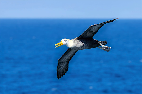 Waved Albatross, Galapagos Islands by David Whited, Image 1.