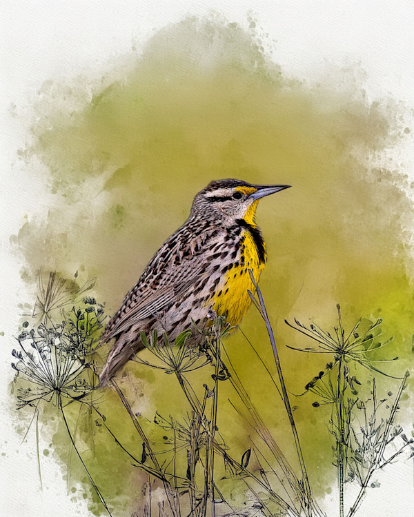Western Meadowlark by David Whited, Image 1.