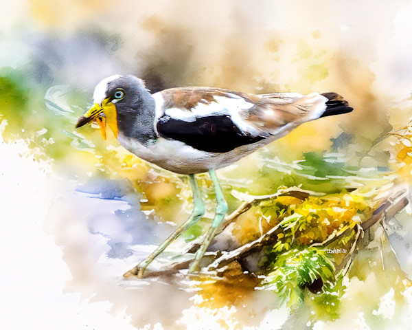 White-crowned Lapwing, South Africa by David Whited, Image 1.