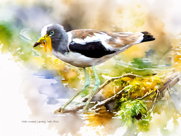 White-crowned Lapwing, South Africa by David Whited