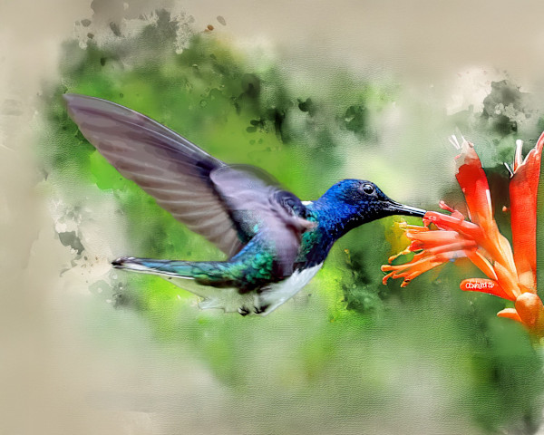 White-necked Jacobin Hummingbird, Costa Rica by David Whited, Image 1.