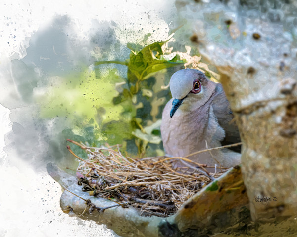 White-winged Dove by David Whited, Image 1.