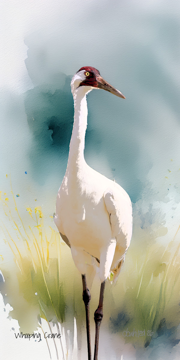 Whooping Crane by David Whited