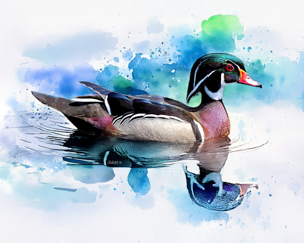 Male Wood Duck by David Whited, Image 1.