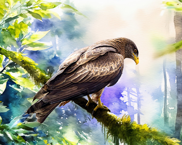 Yellow-billed Kite, South Africa by David Whited, Image 1.