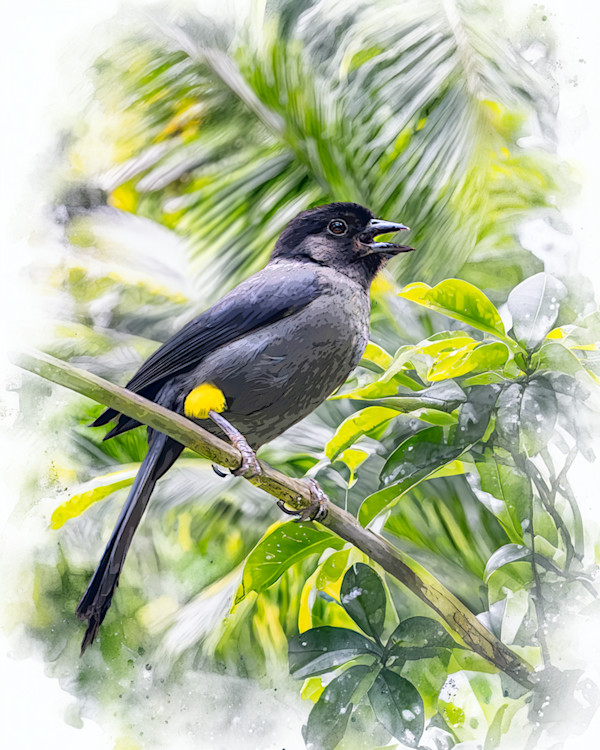 Yellow-thighed Brushfinch, Costa Rica by David Whited