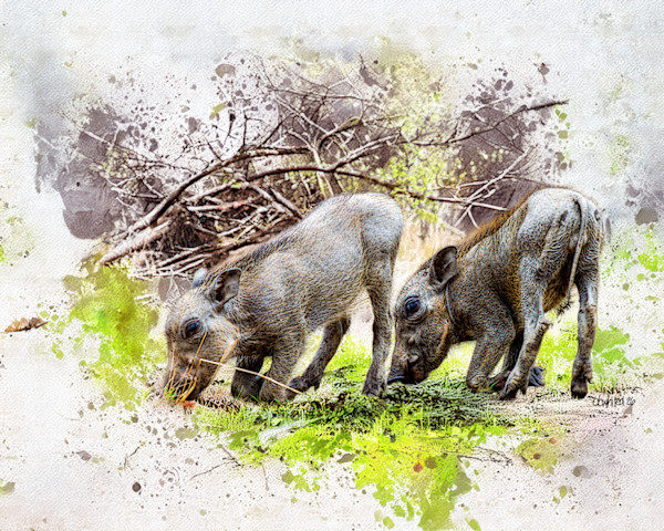 Pair of Young Warthogs by David Whited